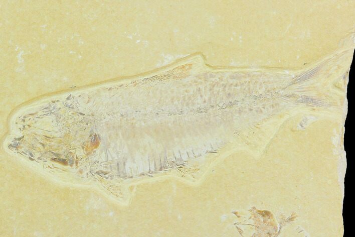 Bargain, Fossil Fish (Knightia) - Green River Formation #120007